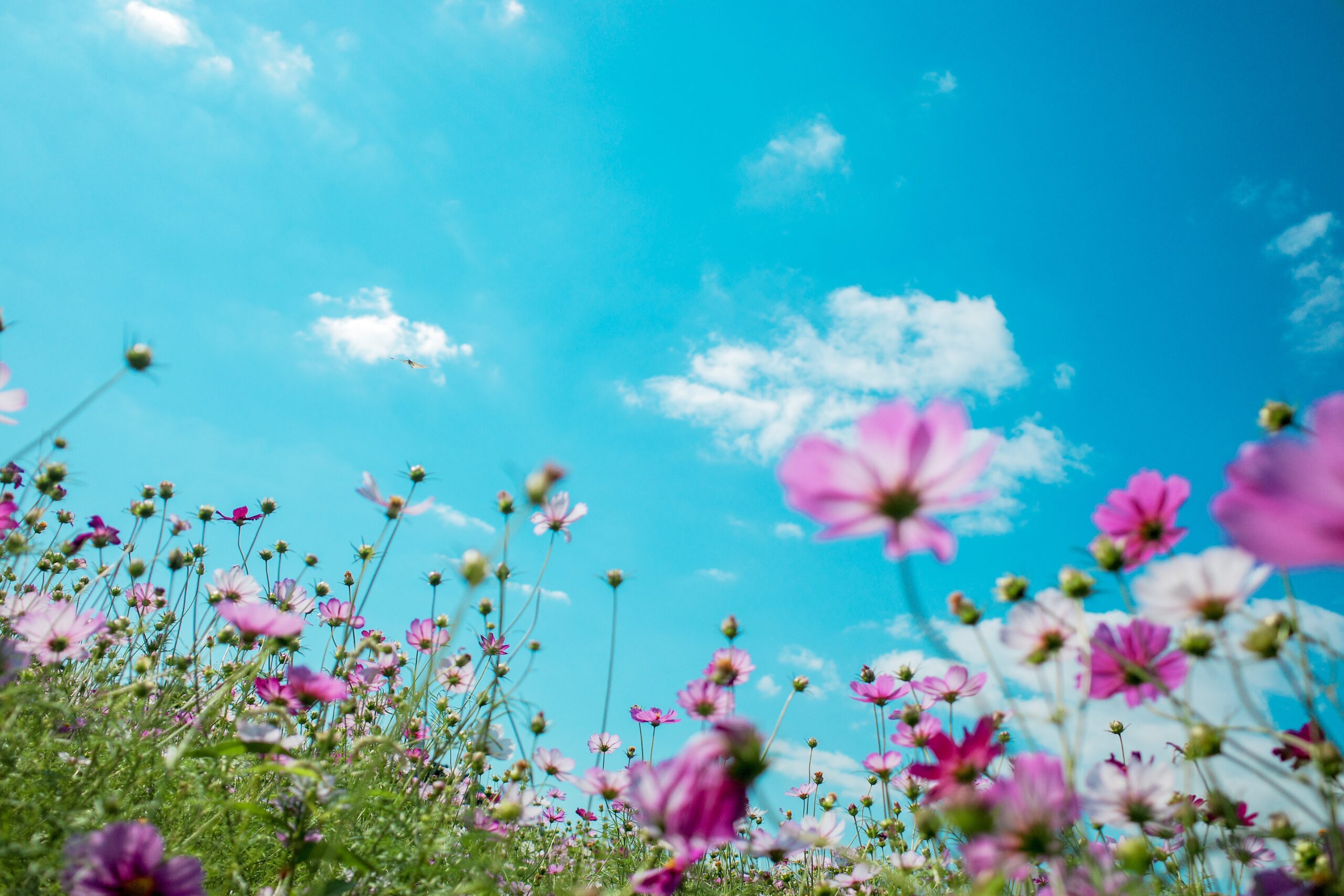 august flowers